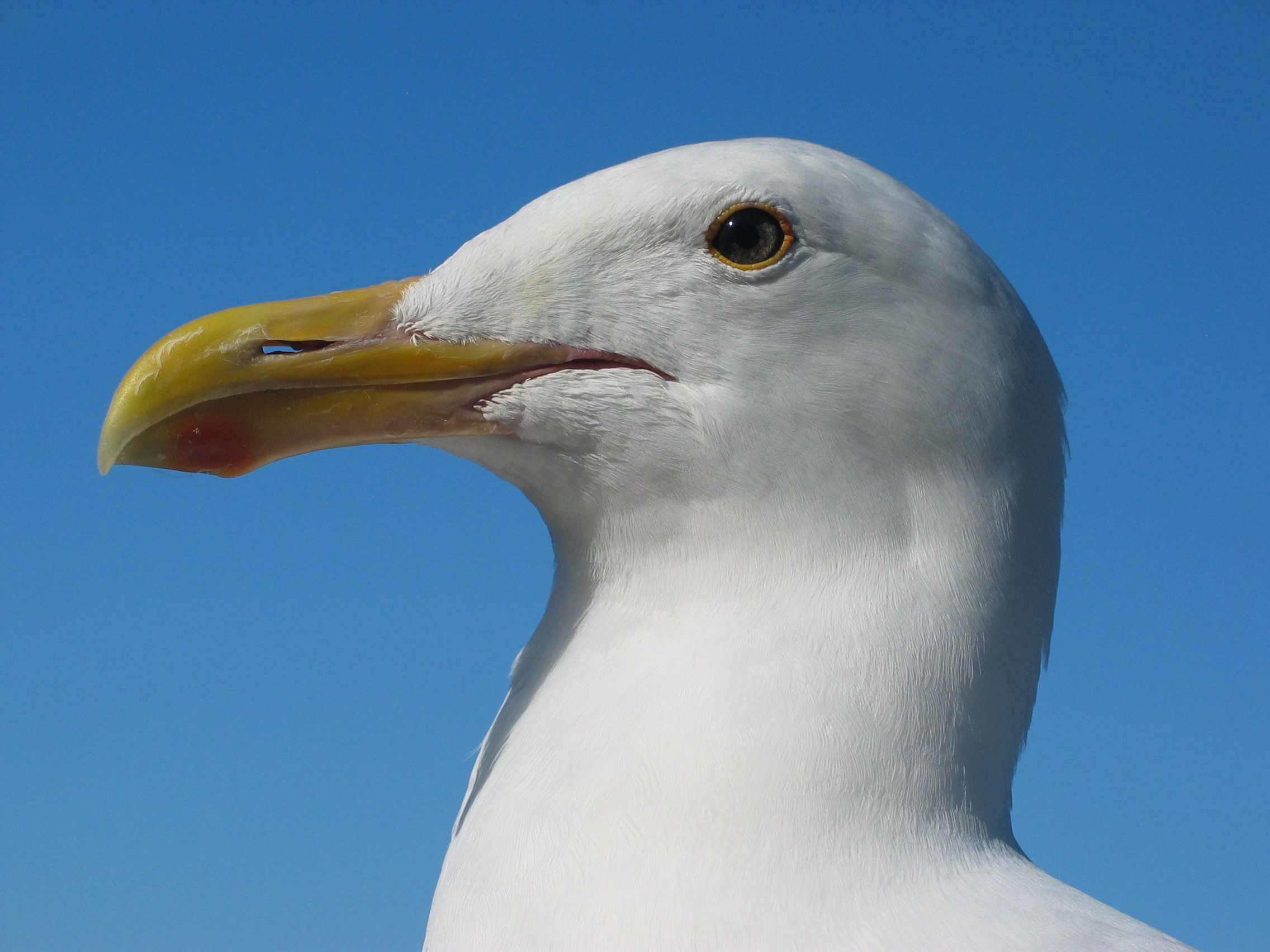 bird
